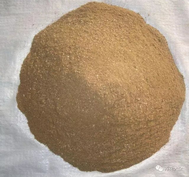 2、可以在盆土表面撒一层骨粉，浇水的时候就会顺着水分下渗，能够为长寿花补充营养。