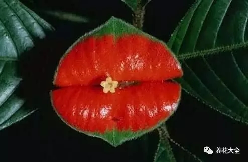 嘴唇花 嘴唇花