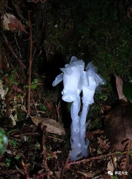 水晶兰 水晶兰