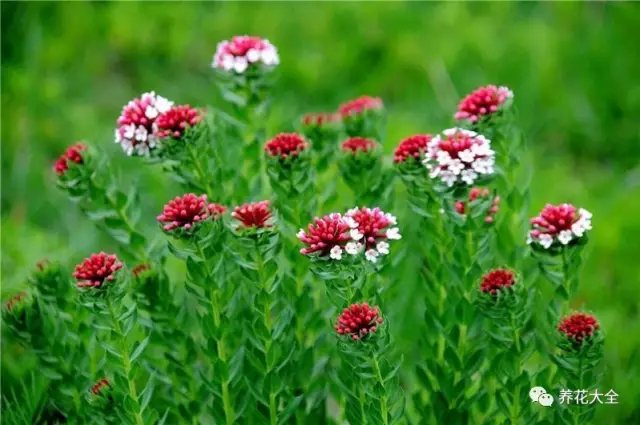 狼毒花 狼毒花