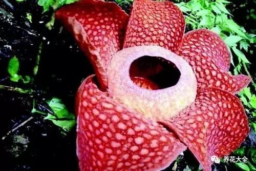 大王花 大王花