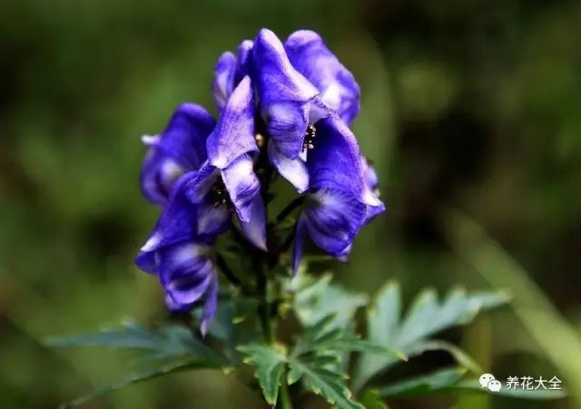 附子花 附子花
