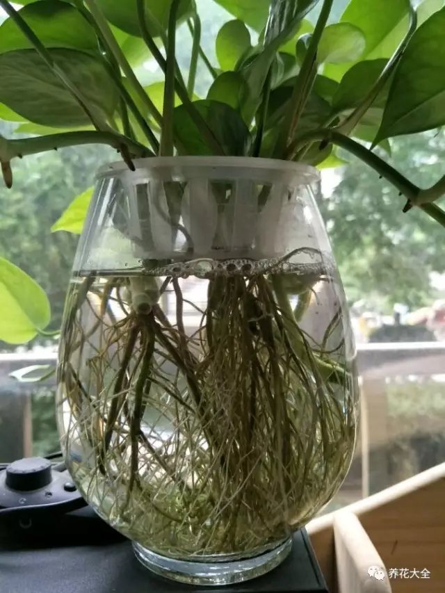 3、磨碎一片甲硝唑或者弄点多菌灵，水培的丢水里，土培的兑水灌根。