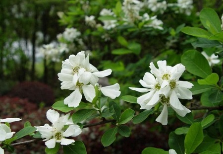 常见虫害 常见虫害