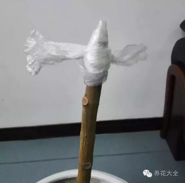 枝条