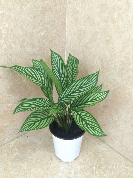 豹纹竹芋的虫害