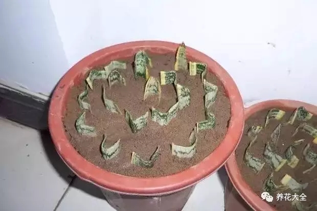 虎皮兰