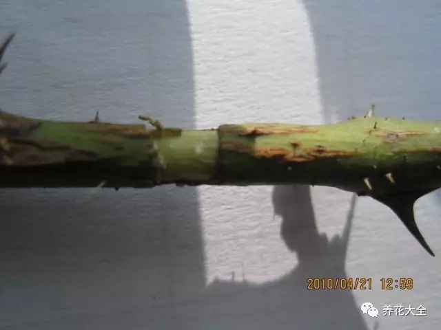 插条