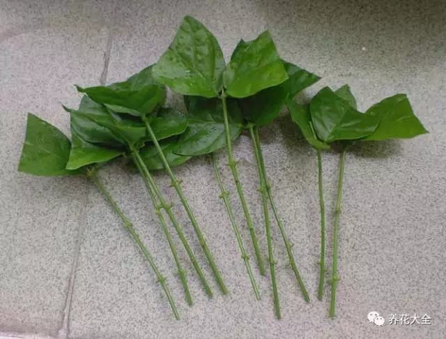 枝条