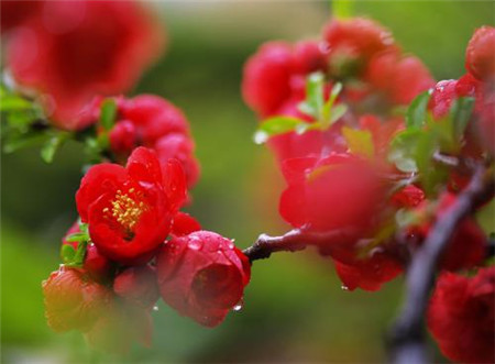美丽的海棠花