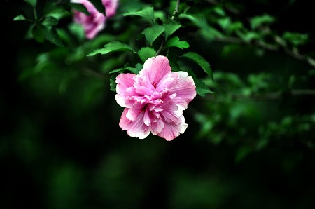木槿