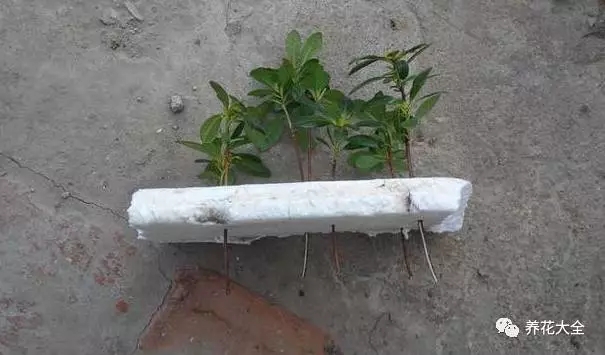 水培诱根