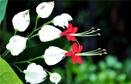 龙吐珠开花