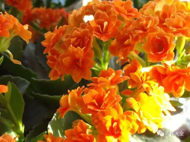 长寿花