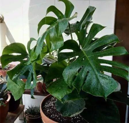  龟背竹
