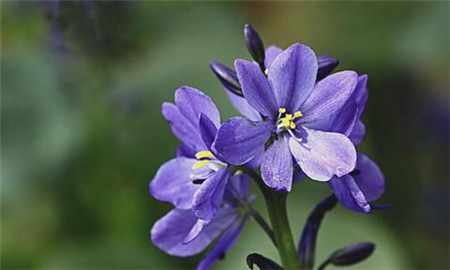 雨久花