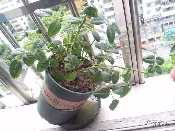 枝条
