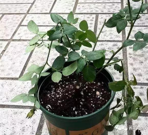 枝条