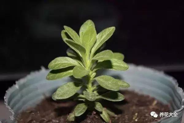 矮牵牛