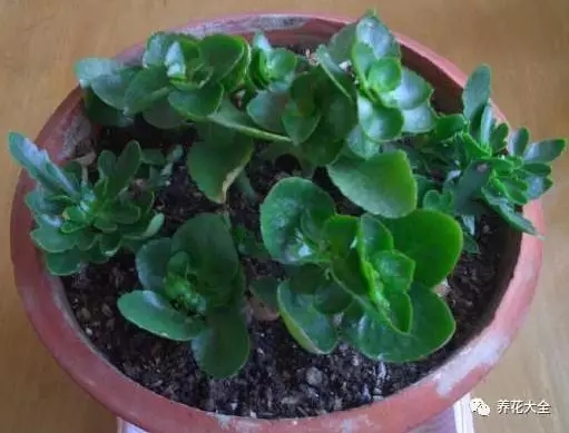 长寿花
