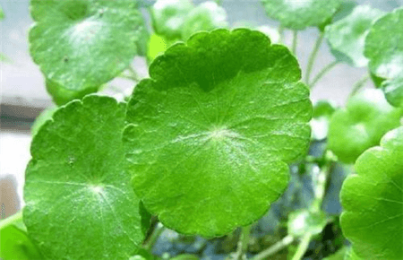 金钱草叶片
