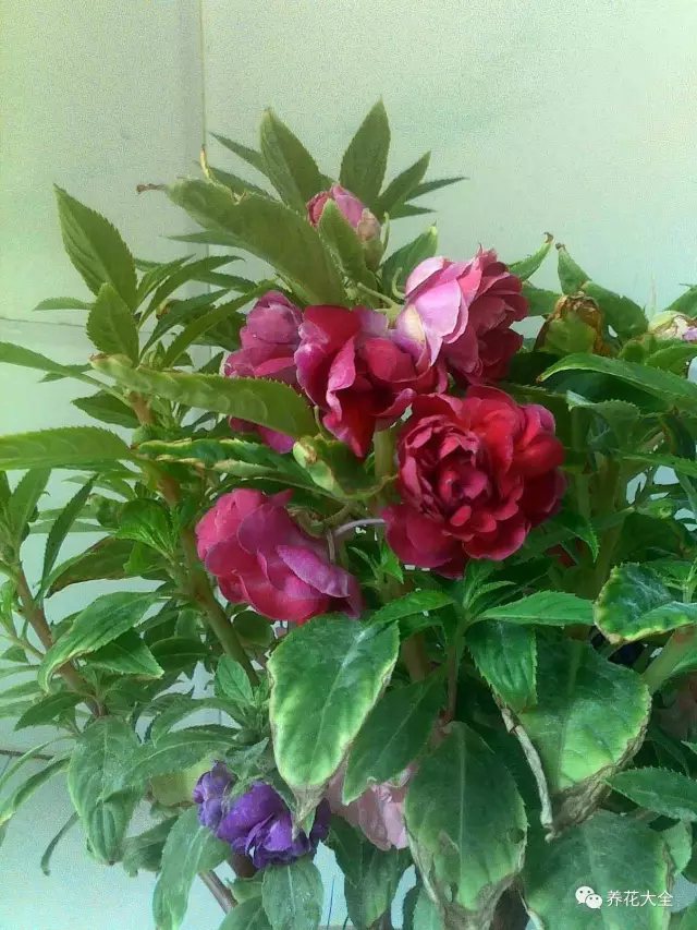 凤仙花