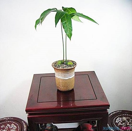 芒果树