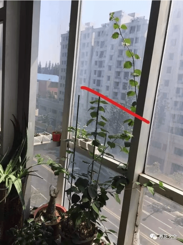 阳台的三角梅