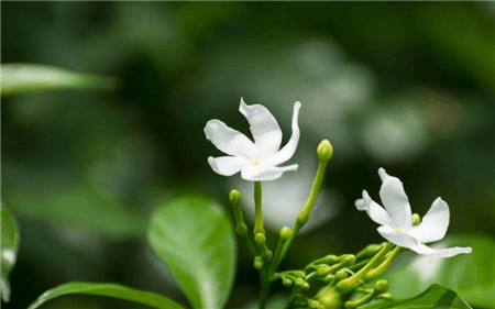 风车茉莉开花