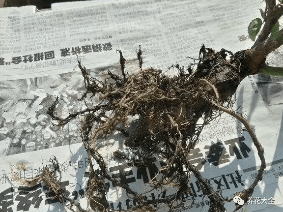 高锰酸钾浸泡根系