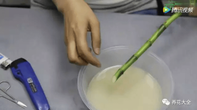 生根剂浸泡