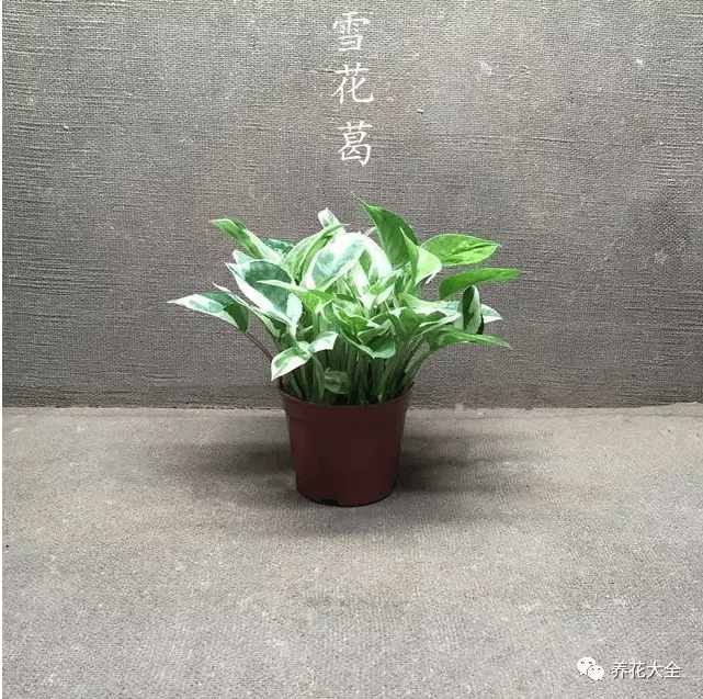 雪花葛 雪花葛