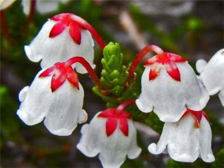 水灵芝