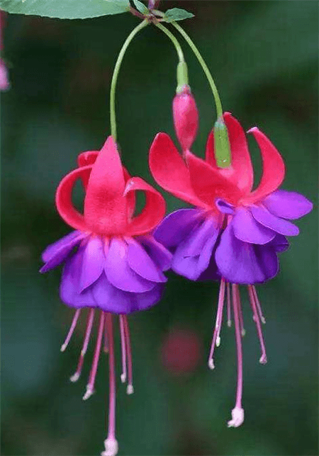 倒挂金钟花
