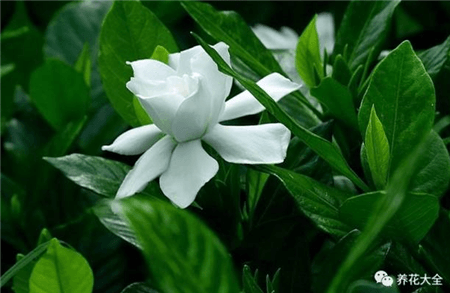 栀子花