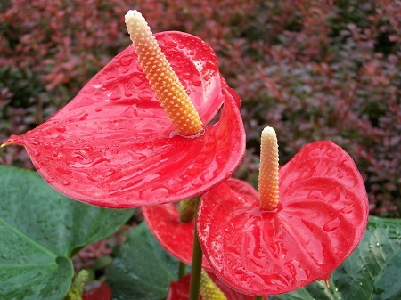 火鹤花的病虫害防治