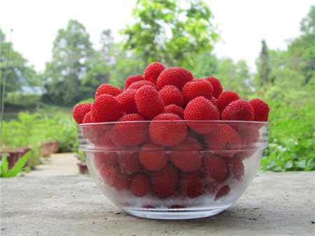 空心泡和树莓的有什么不同