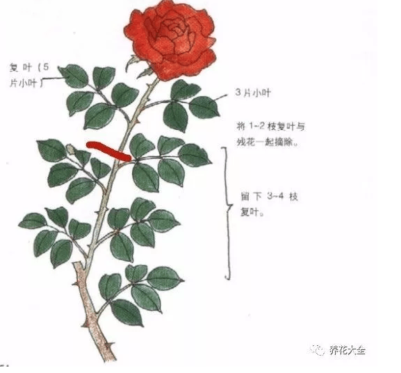 手绘月季