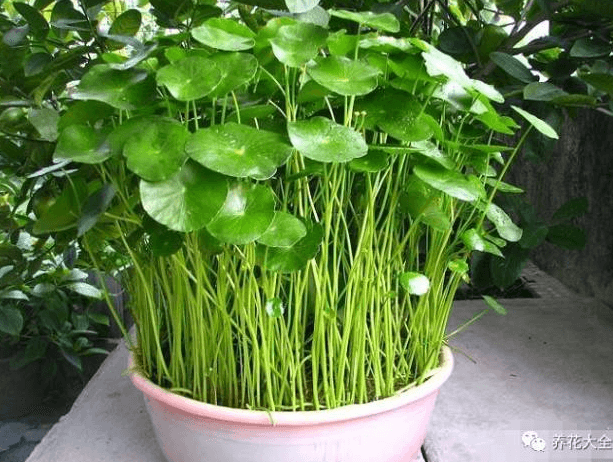 铜钱草