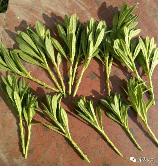百万小铃摘心