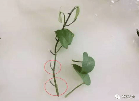 绿萝枝条