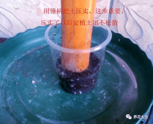土壤拍实