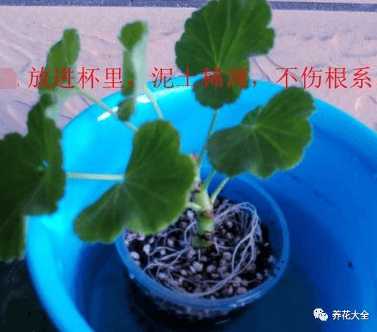 埋进土中