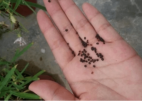 路边小花的种子取出来就能种,方法都在这！