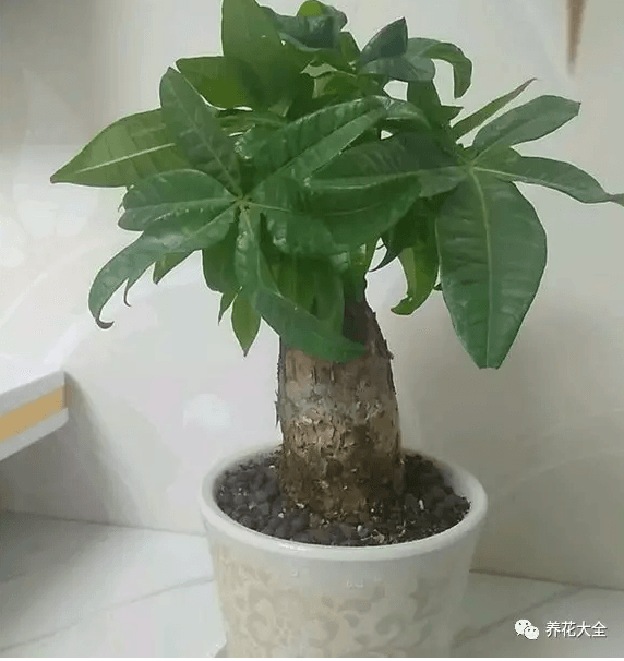 发财树