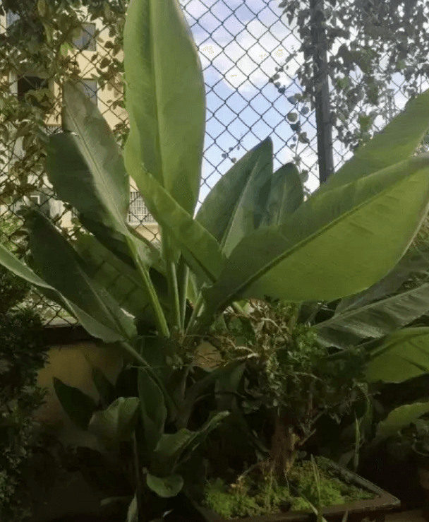 亲手种的植物