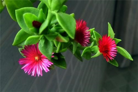 牡丹吊兰花