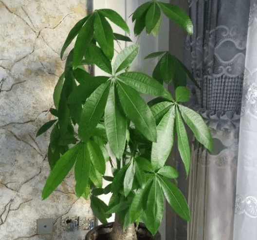 发财树