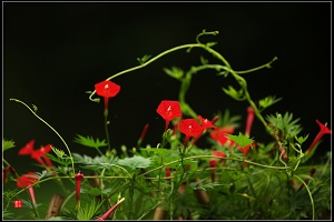 茑萝花