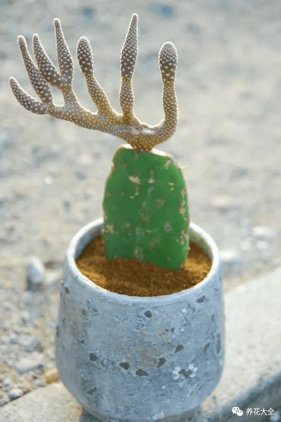 麋鹿一样的仙人掌